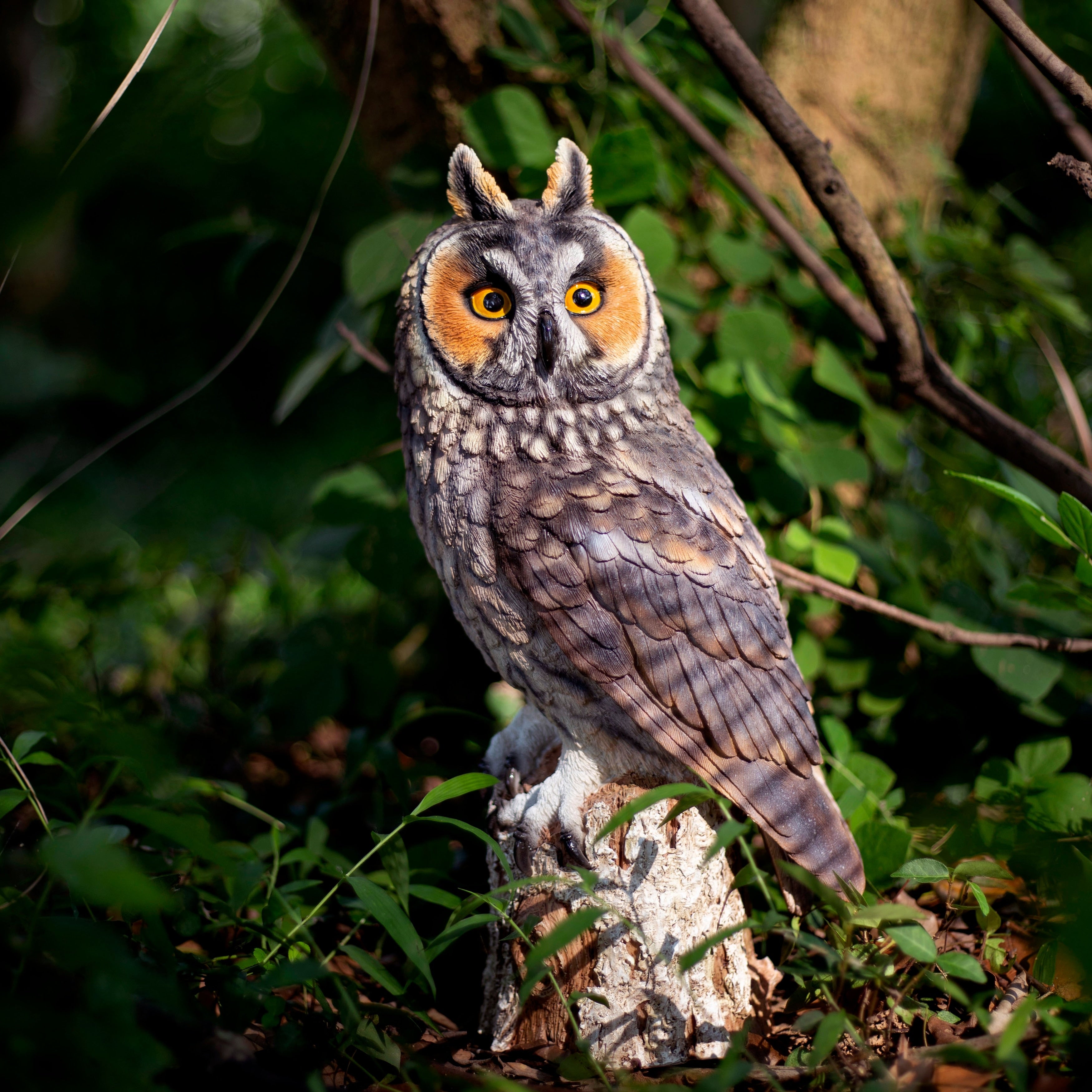 Soreal Long Eared Owl On Branch
