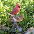 Soreal Red Cardinal Couple On Branch