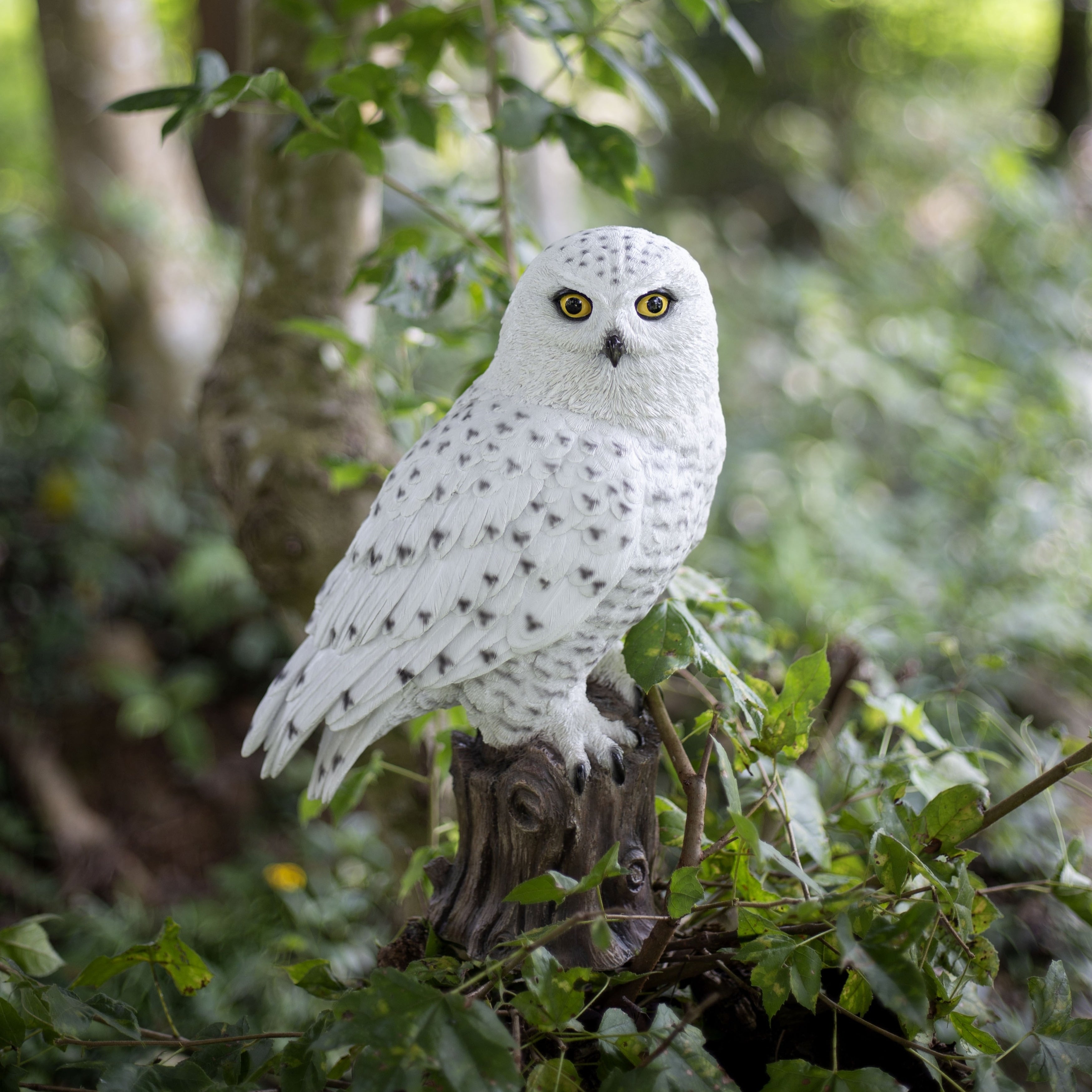 Soreal White Snowy Owl On Branch