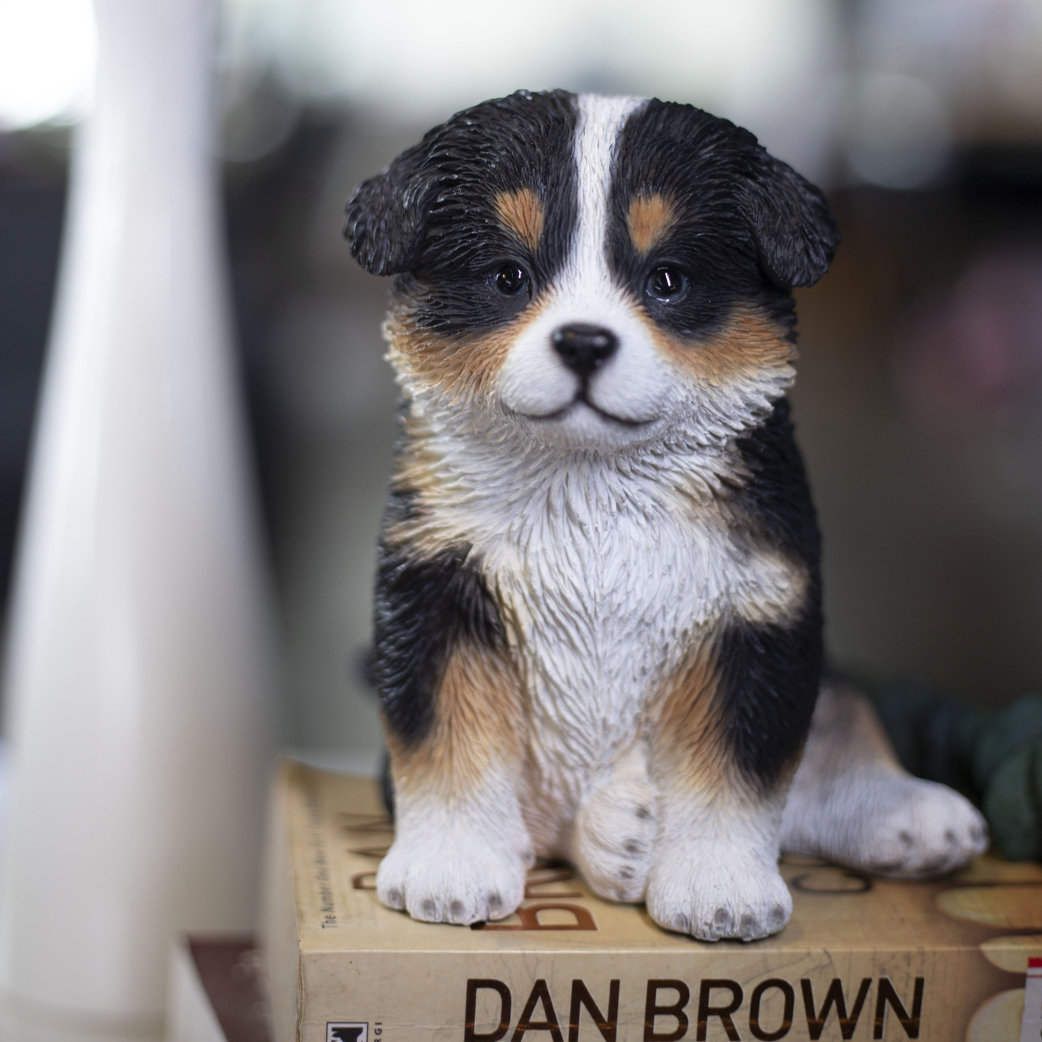 Soreal White Brown Australian Shepherd
