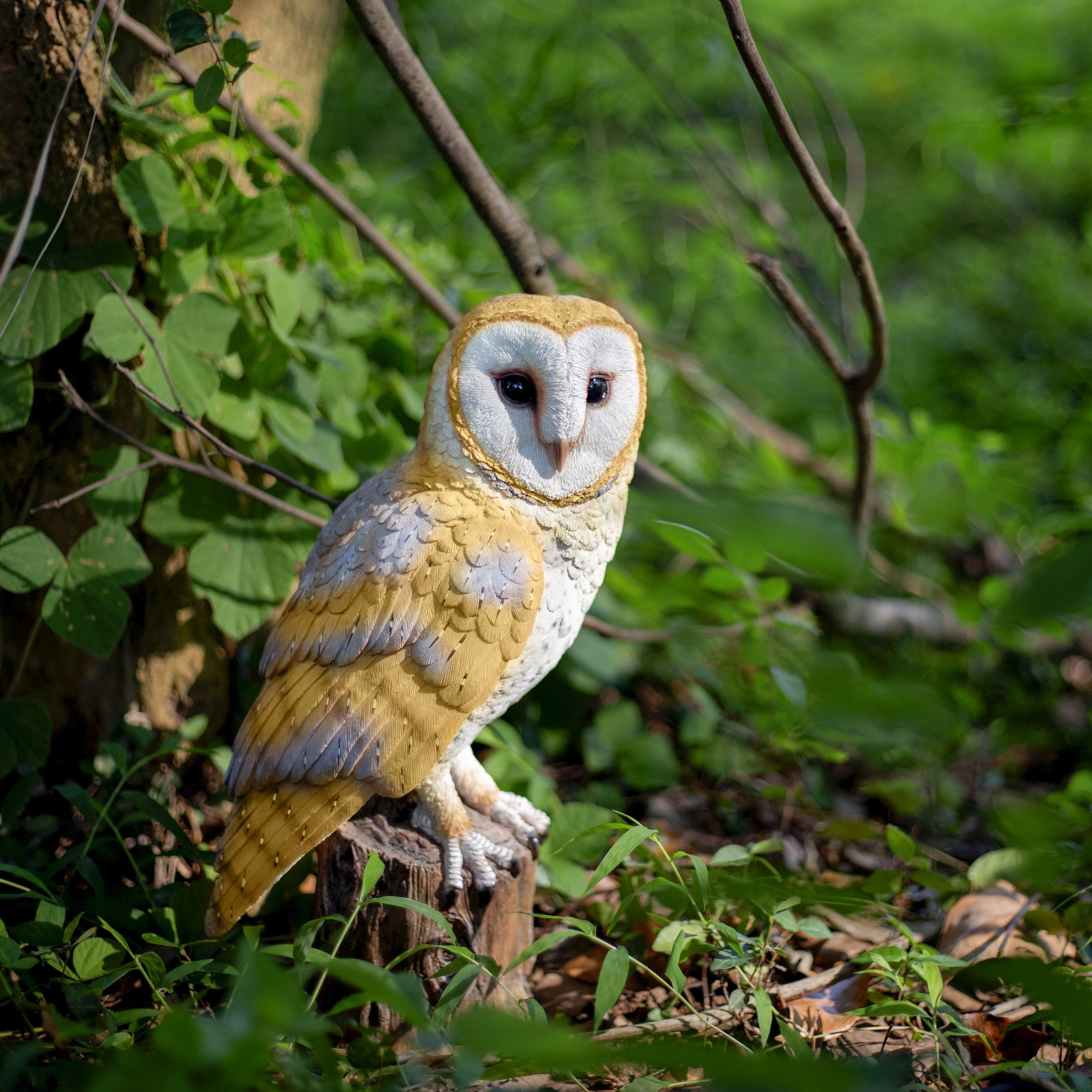 Soreal Yellow Barn Owl On Branch