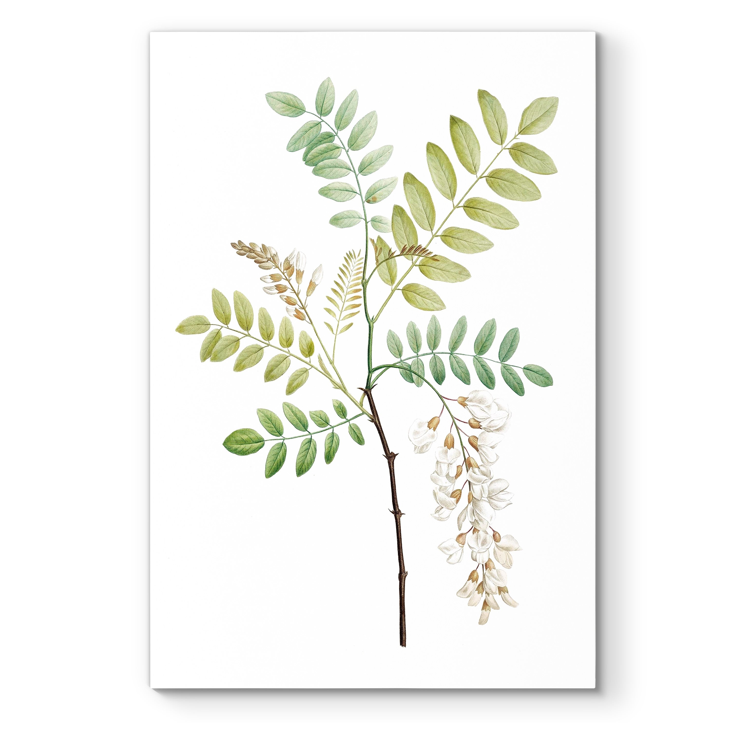 Soft Green Botanical I Premium Gallery Wrapped Canvas Ready To Hang