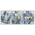 Stupell Industries Trio Of Shell Coral Blue Beach Design Framed Wall Art