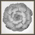 Succulent Graptoveria 005 By Pictufy Studio Iii Framed Mounted Canvas Wall Art Print