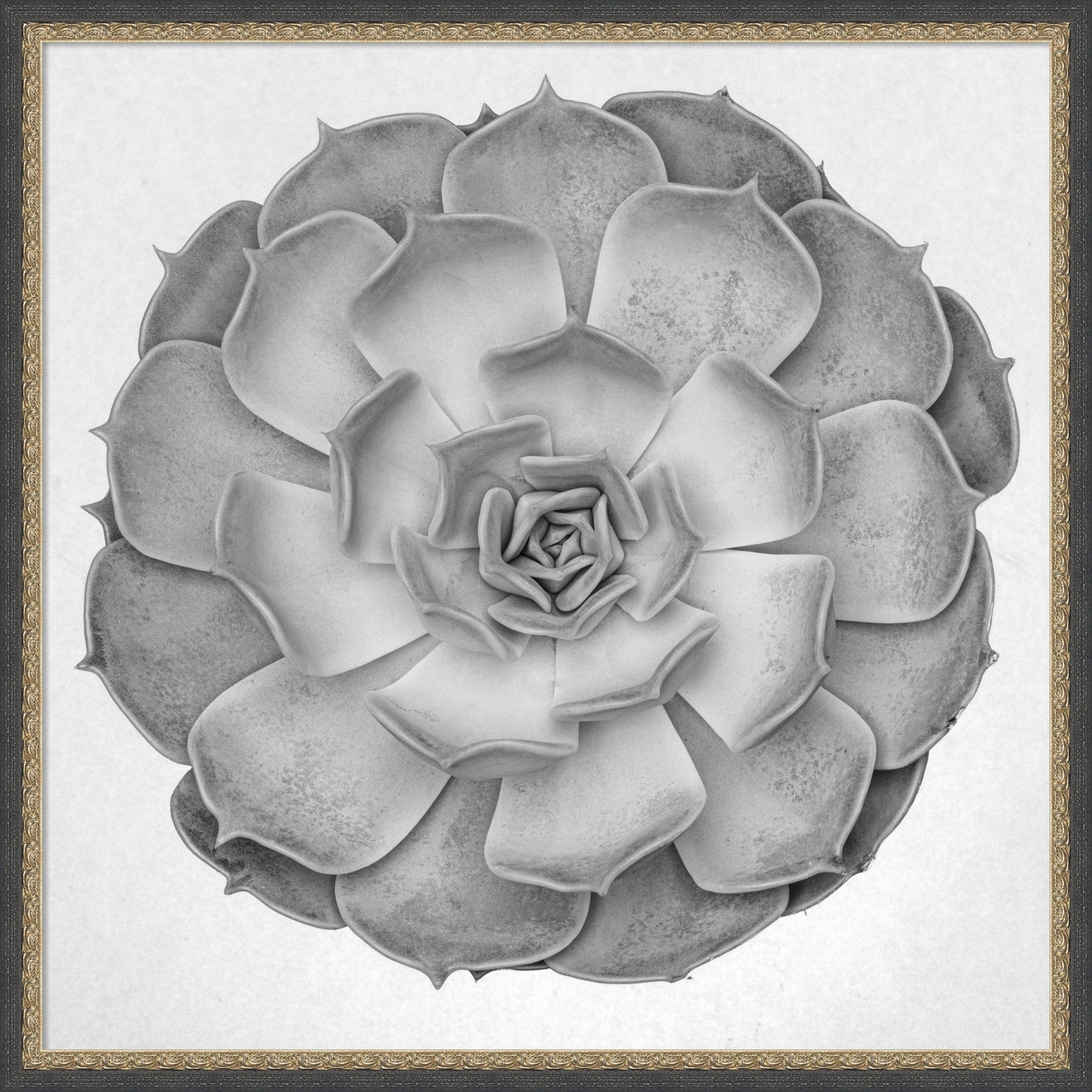 Succulent Graptoveria 005 By Pictufy Studio Iii Framed Mounted Canvas Wall Art Print