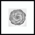 Succulent Graptoveria 005 By Pictufy Studio Iii Wood Framed Wall Art Print