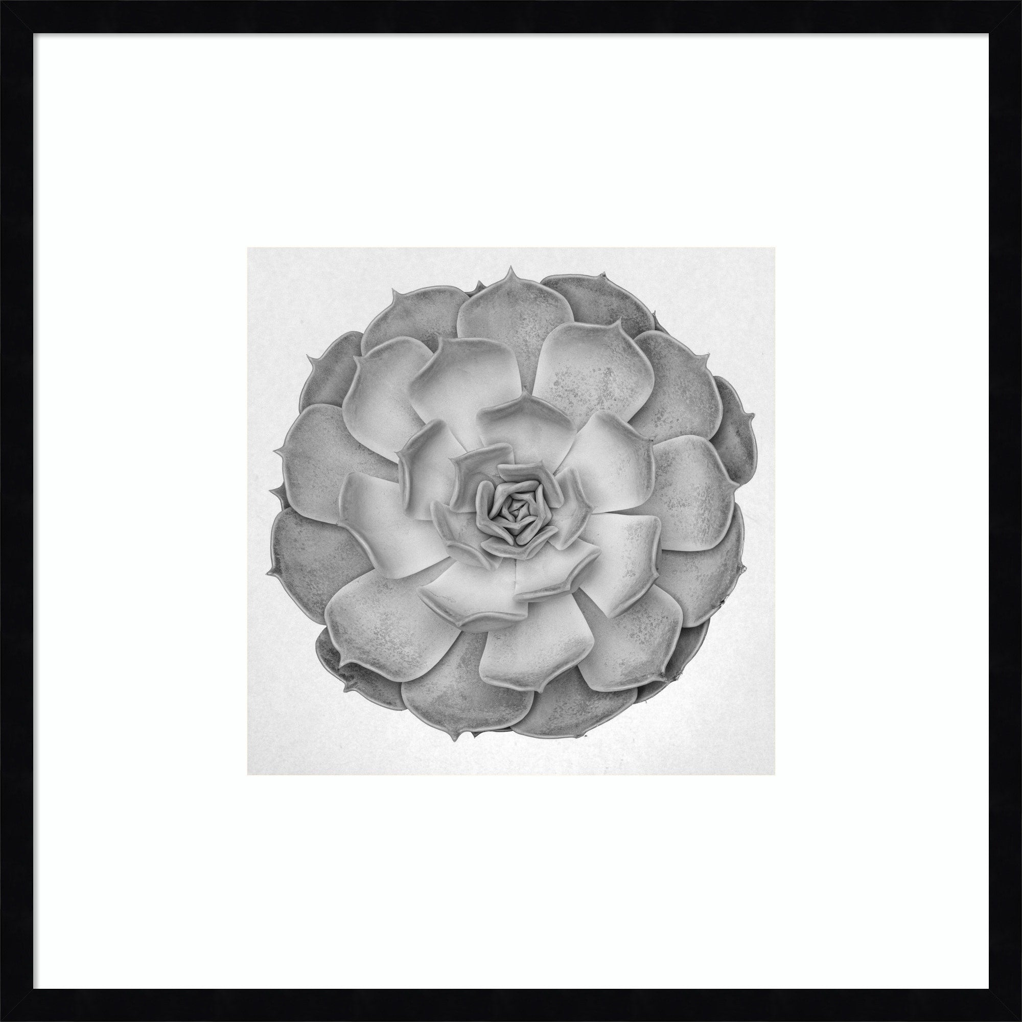 Succulent Graptoveria 005 By Pictufy Studio Iii Wood Framed Wall Art Print
