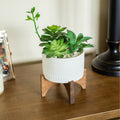 Succulent Mix In 5 White Ceramic Hobnail Planter On Wood Stand One Size