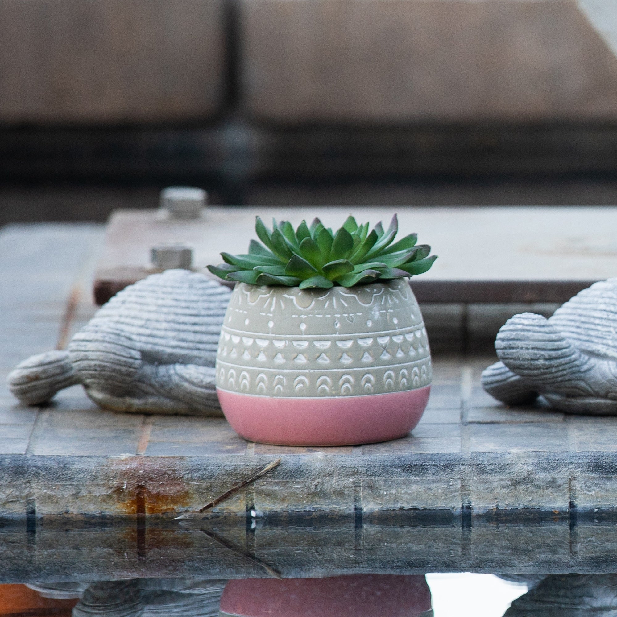Succulent In 2 Tone Mayan Ceramic Pot Pink One Size