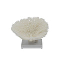 Table Coral Special 10 12 Inch On Acrylic Base