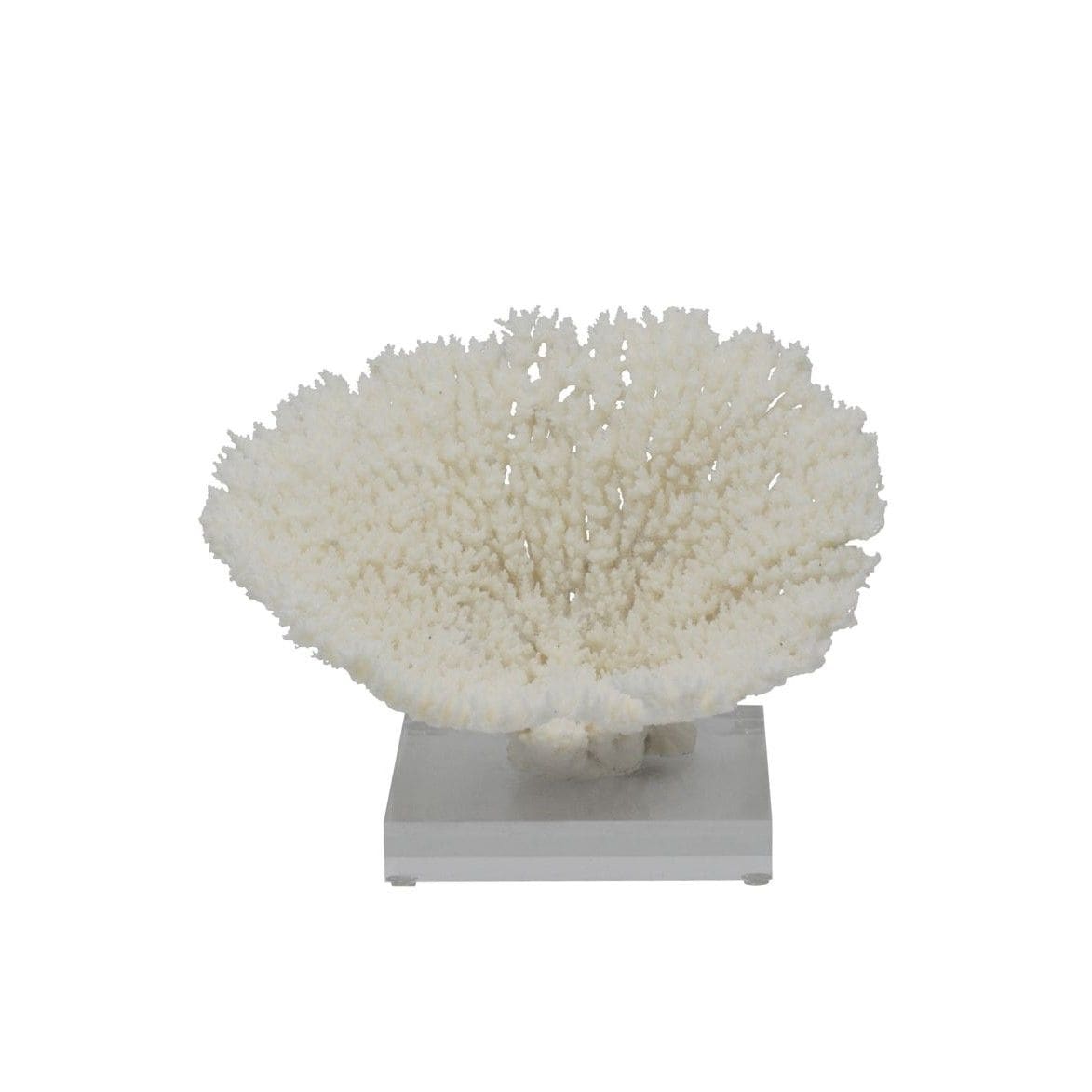 Table Coral Special 10 12 Inch On Acrylic Base
