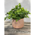 Tea Leaf In 5 Mauve Pharaoh Footed Pot One Size
