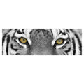 Tiger Eyes By Photoinc Studio Wrapped Canvas Art Print
