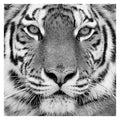 Tiger By Photoinc Studio Wrapped Canvas Art Print
