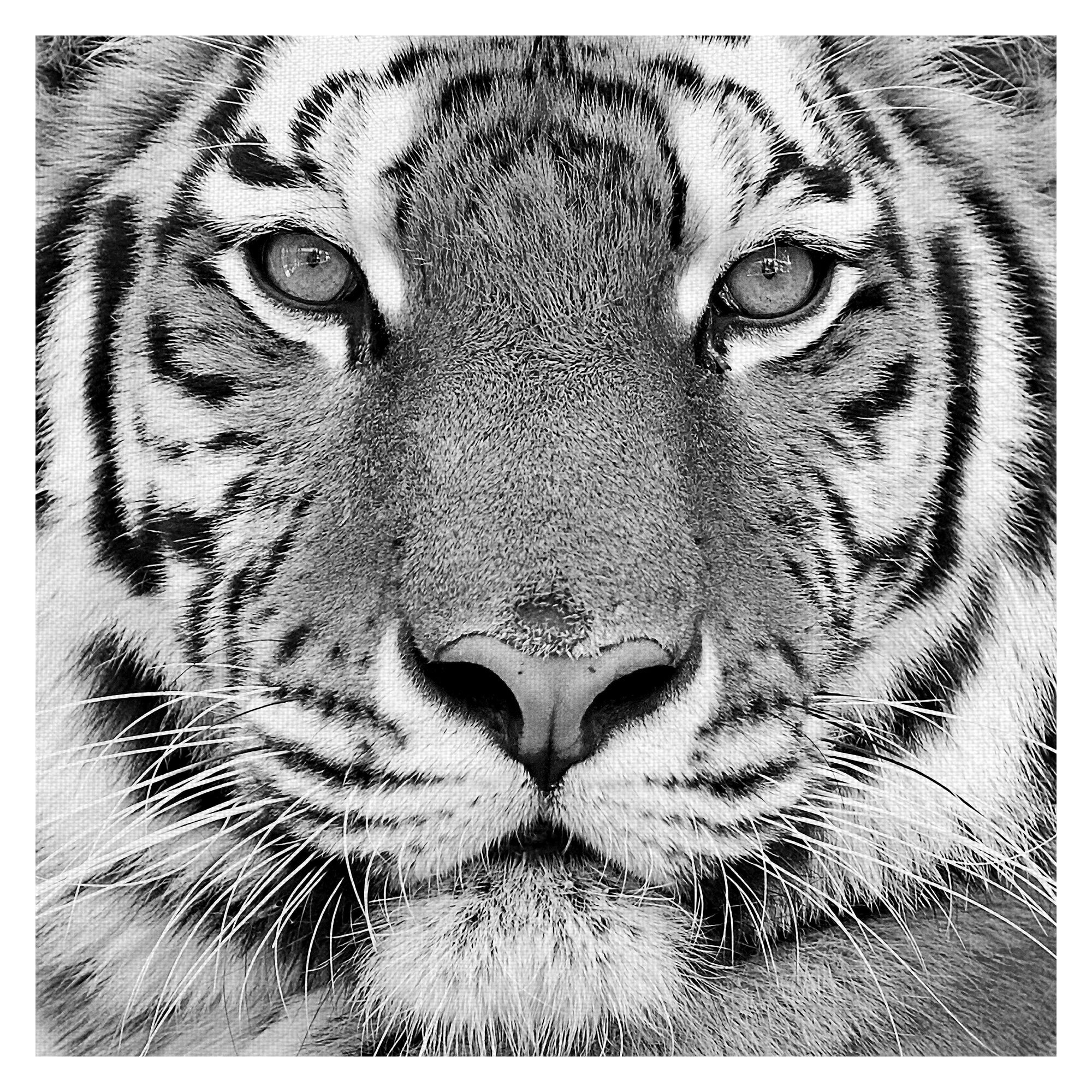 Tiger By Photoinc Studio Wrapped Canvas Art Print