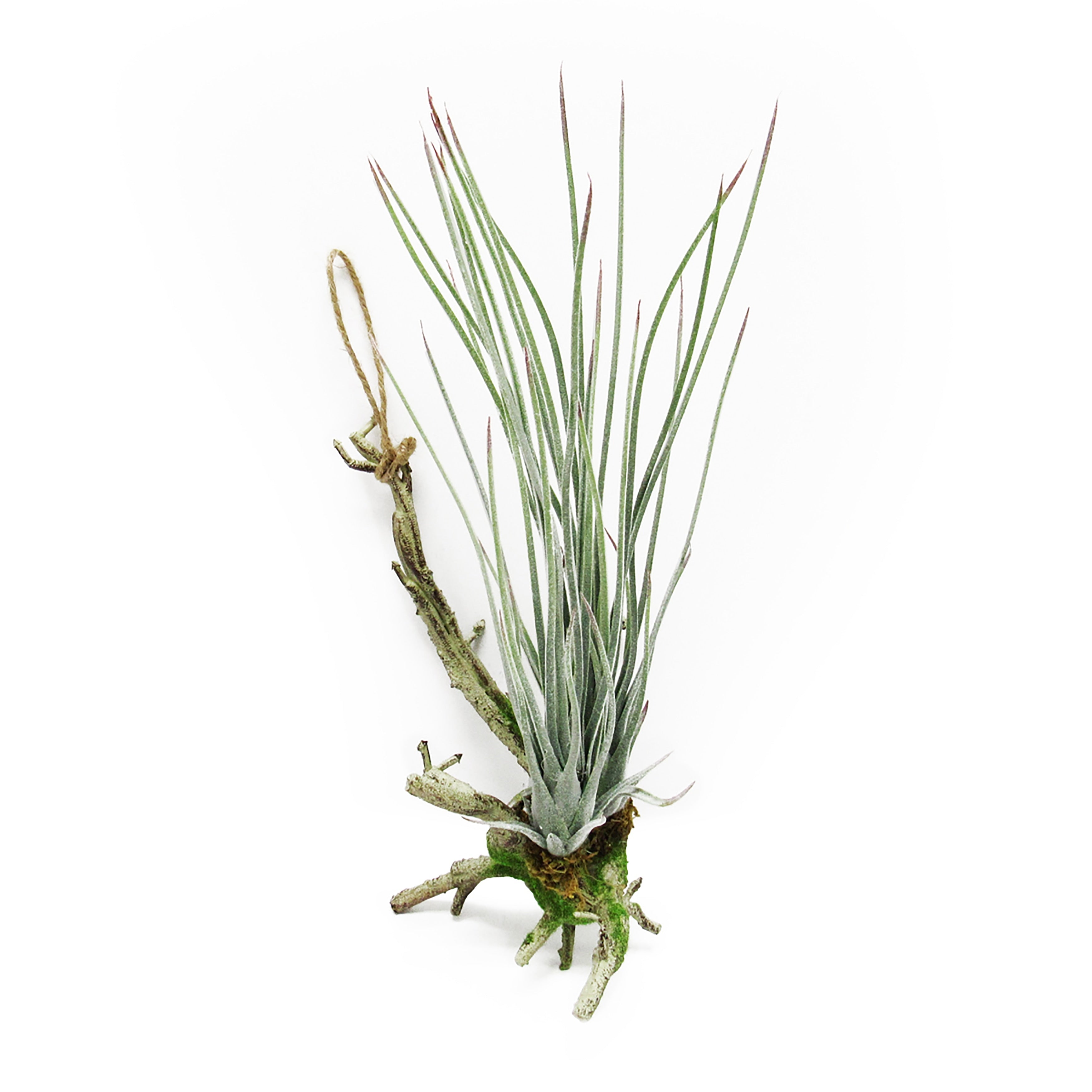 Tillandsia Succulent Hanging Air Plant 11.75In Frosted Green 11.75 H X 5 W X 5 Dp