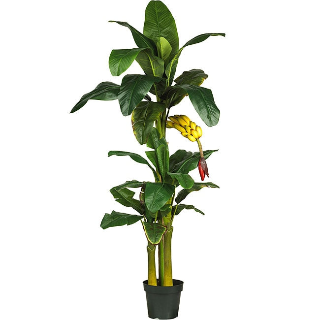 Triple Stalk Banana Tree