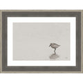 Tybee Island Sanderling By Nathan Larson Wood Framed Wall Art Print