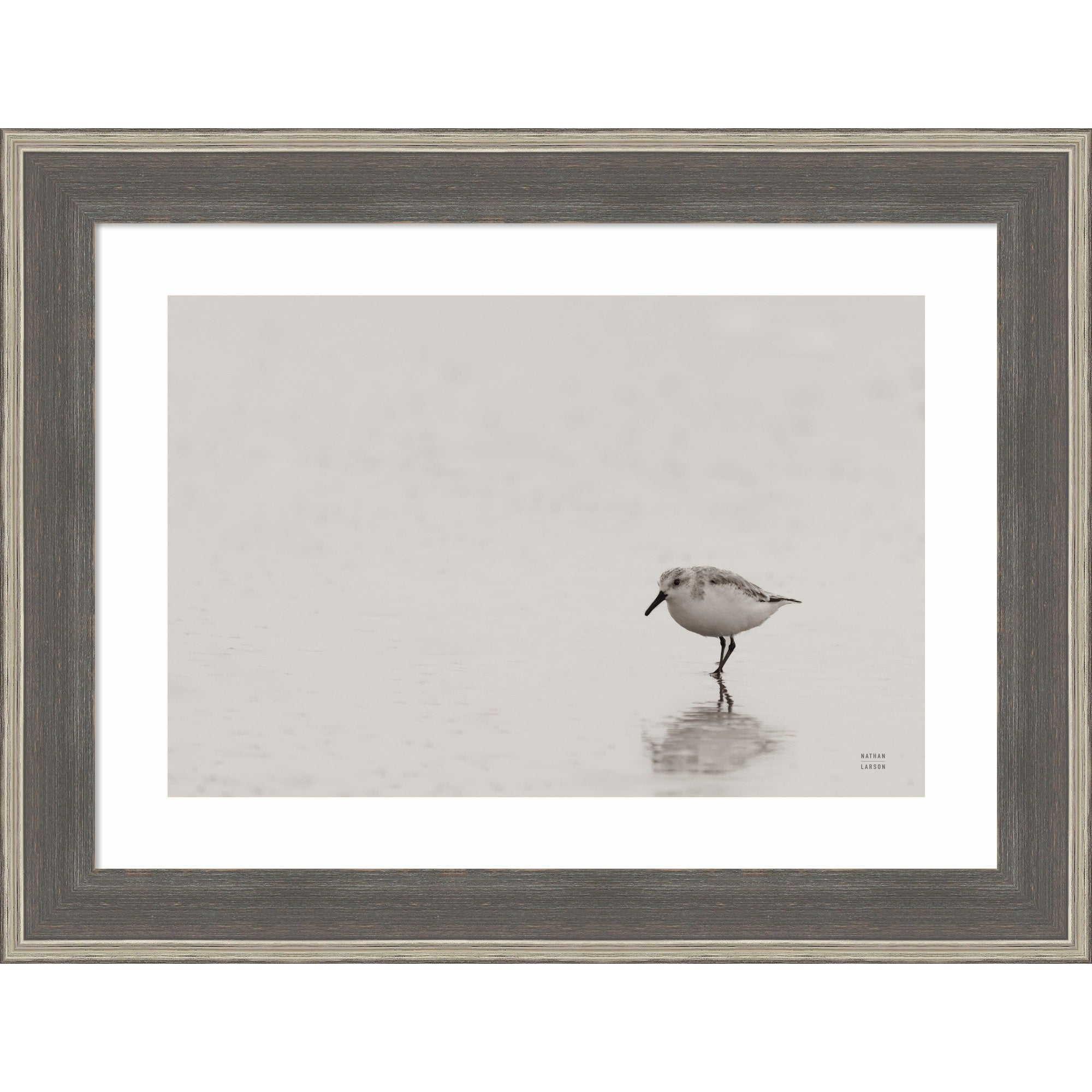 Tybee Island Sanderling By Nathan Larson Wood Framed Wall Art Print