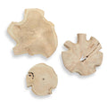 Uttermost 04392 Kalani 20 Tall Teak Wood Botanical Wall Art Set Of 3