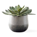Uttermost 60261 Dudleya 10 Wide Succulent Artificial Plant In A Green Aged White Blue Gray