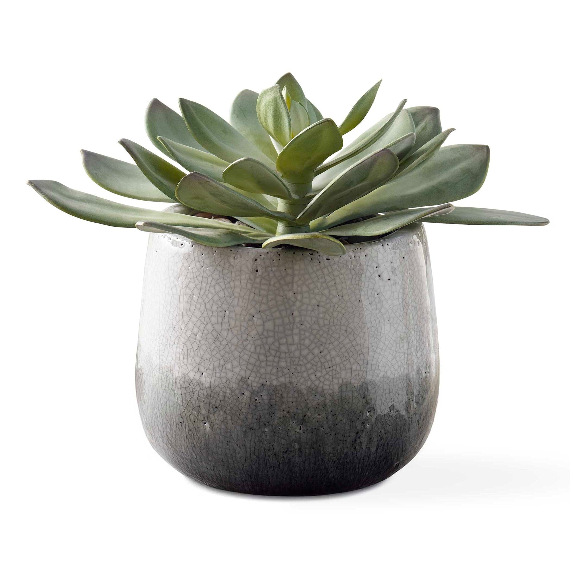 Uttermost 60261 Dudleya 10 Wide Succulent Artificial Plant In A Green Aged White Blue Gray
