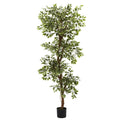 Variegated 6 Foot Ficus Tree