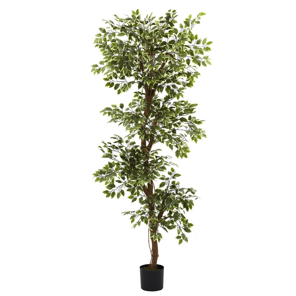 Variegated 6 Foot Ficus Tree