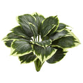 Nearly Natural Variegated Hosta Artificial Plant Set Of 6