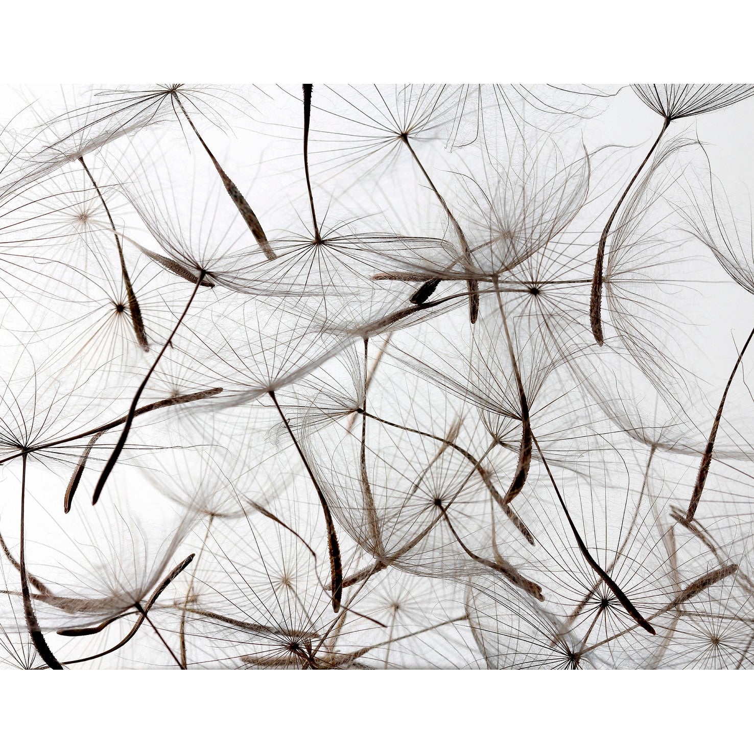 Veer Decor Floating Wishes Wall Mural