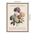 Vintage Botanical Hydrangea Illustration By Christopher Giampietro Framed Canvas Wall Art Print