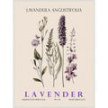 Vintage Botanical Lavender No. 2 Illustration By Christopher Giampietro Framed Canvas Wall Art Print