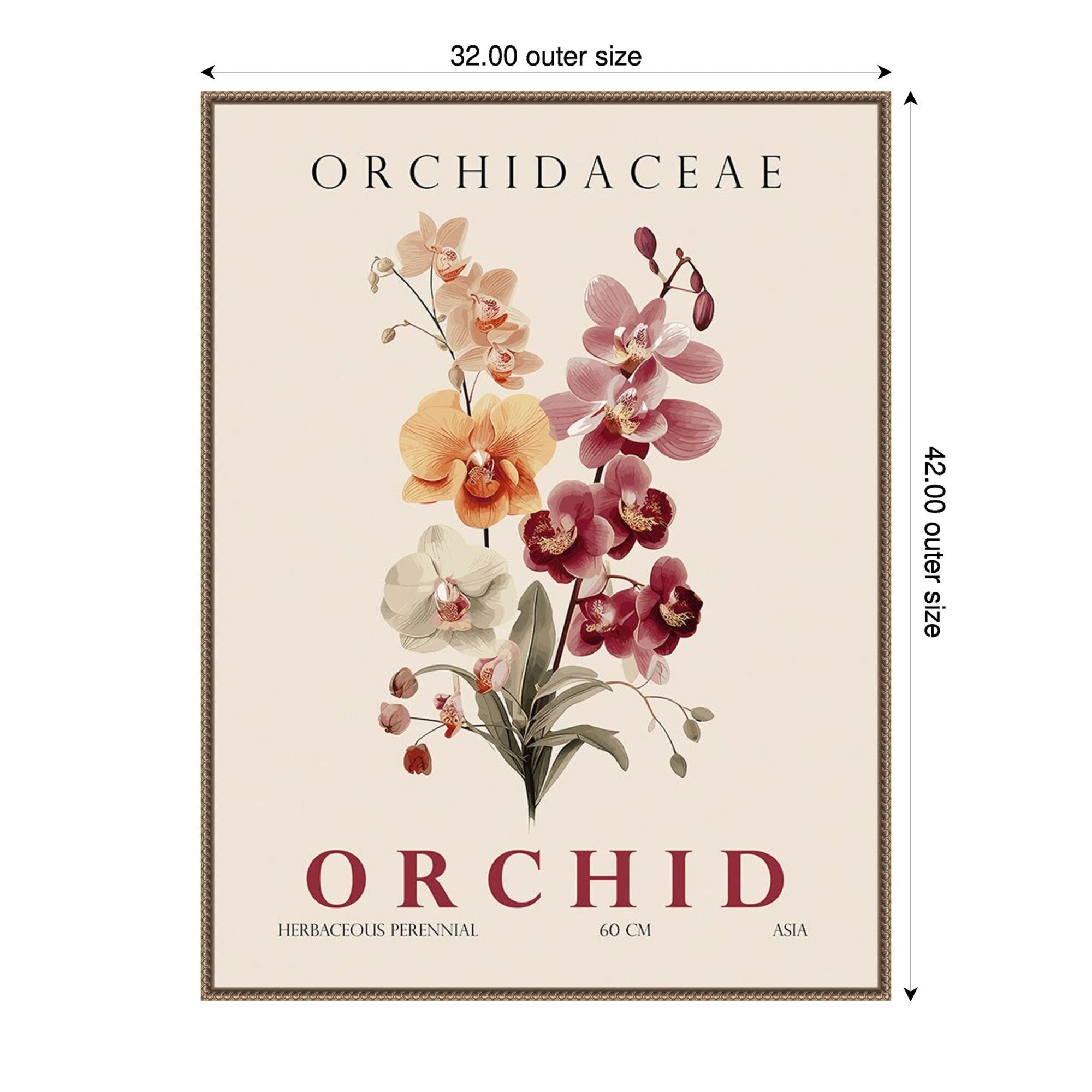 Vintage Botanical Orchid Illustration By Christopher Giampietro Framed Canvas Wall Art Print