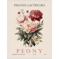 Vintage Botanical Peony Illustration By Christopher Giampietro Framed Canvas Wall Art Print