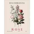 Vintage Botanical Rose Illustration By Christopher Giampietro Framed Canvas Wall Art Print
