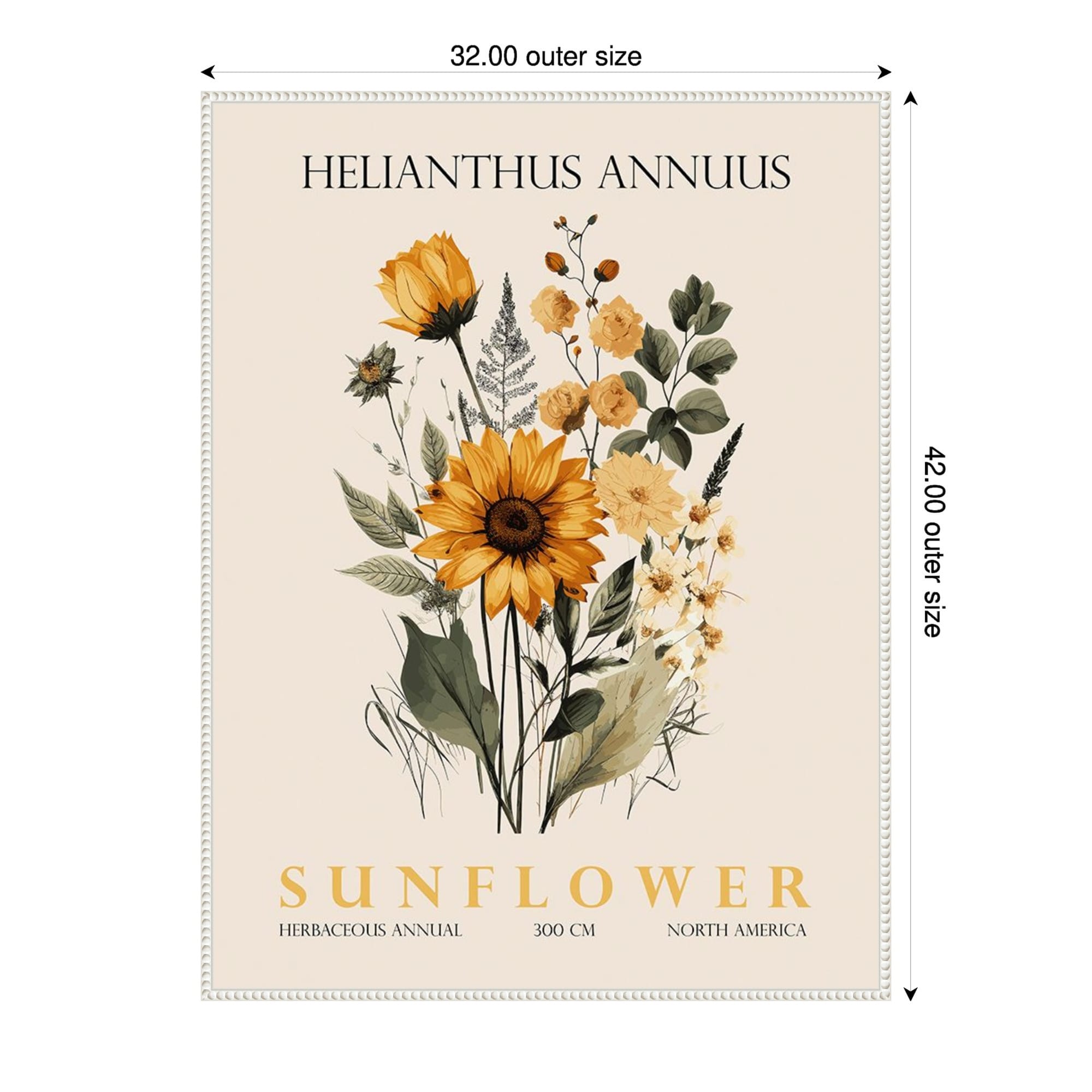 Vintage Botanical Sunflower No. 2 Illustration By Christopher Giampietro Framed Canvas Wall Art Print