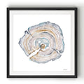 Watercolor Tree Ring I Black Framed Print