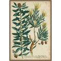 Weinmann Foliage And Fruit No. 4 By Johann Wilhem Weinmann Framed Canvas Wall Art Print
