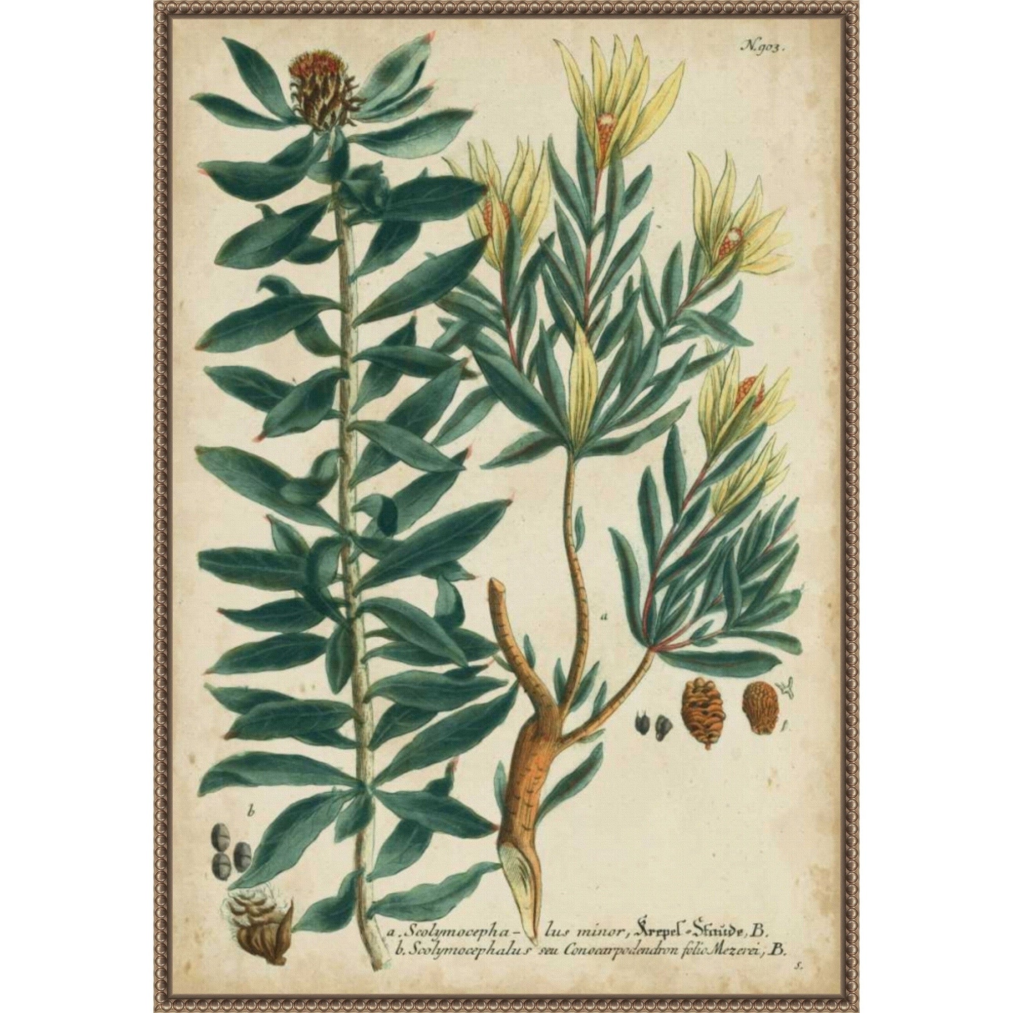 Weinmann Foliage And Fruit No. 4 By Johann Wilhem Weinmann Framed Canvas Wall Art Print