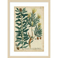 Weinmann Foliage And Fruit No. 4 By Johann Wilhem Weinmann Wood Framed Wall Art Print Svelte Natural