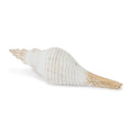 Whitewashed Coastal Seashell D Cor Set Of 2