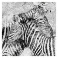 Zebra Pair By Carol Robinson Wrapped Canvas Art Print