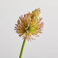 Faux Botanicals - Allium