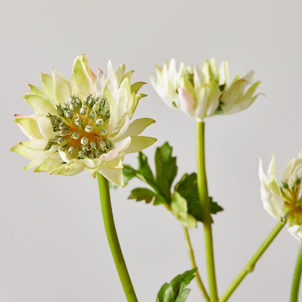Faux Botanicals - Astrantia