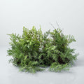 Faux Botanicals - Fern Mix