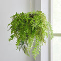Faux Hanging Fern Plant