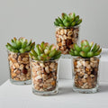 Faux Botanicals - Potted Mini Succulents