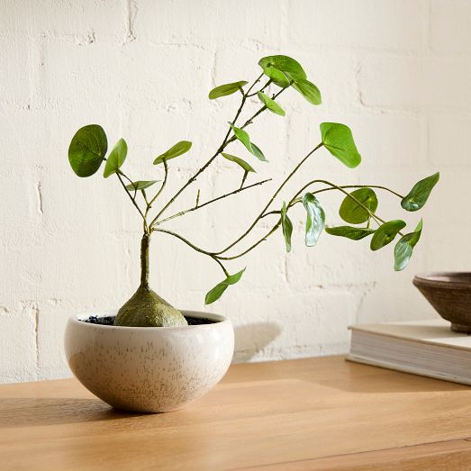 Faux Potted Caudex Plant