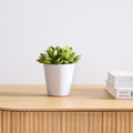 Faux Succulent - Echeveria