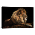 Icanvas Golden Lion By David Stribbling